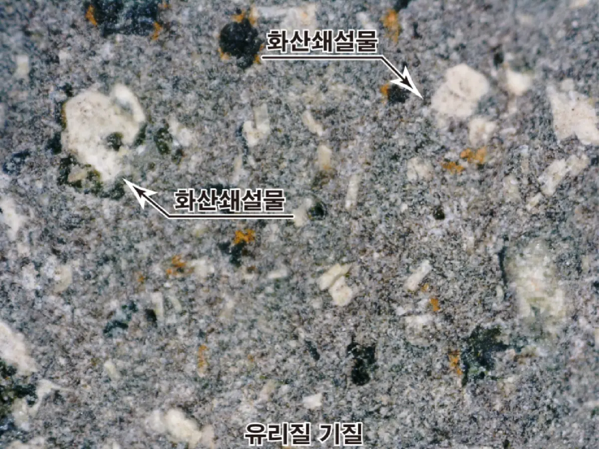 현미경사진